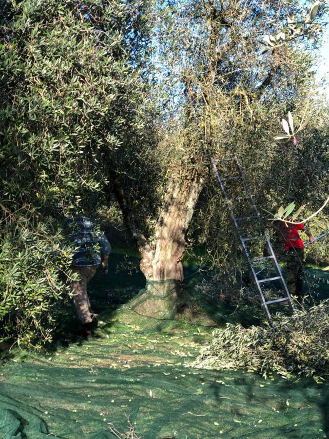 منزل الضيف لامبوريتشو  في Il Borghetto Andrea Tafi المظهر الخارجي الصورة